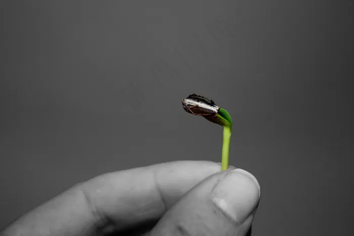 手里的嫩芽图片