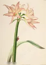 唯美淡雅粉色花卉花束插画