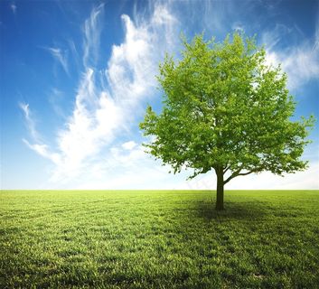 唯美的大树景色素材图片