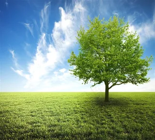 唯美的大树景色素材图片