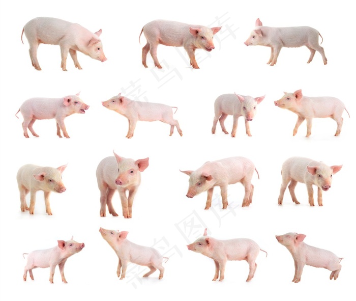 多款各种形态的小猪崽高清图片