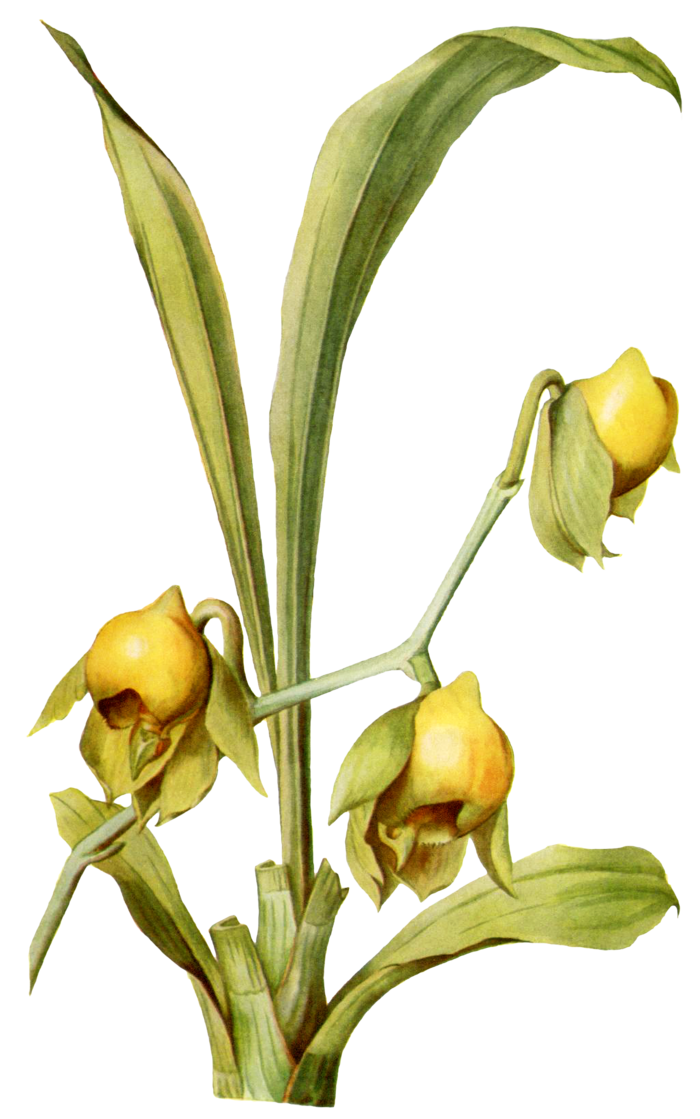 复古手绘植物花卉玫瑰花PNG免扣图案高清图片PS设计素材图