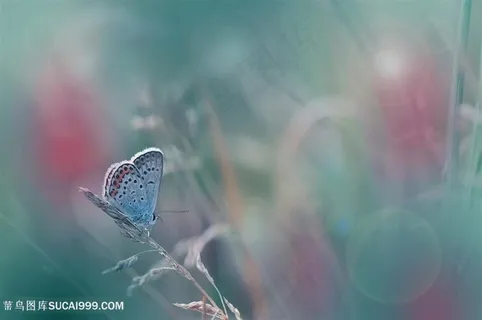 高清唯美蝴蝶鲜花图片