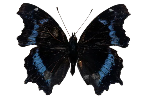 蝴蝶 彩蝶 花蝴蝶 动物 昆虫 免抠 (19)