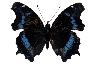 蝴蝶 彩蝶 花蝴蝶 动物 昆虫 免抠 (19)