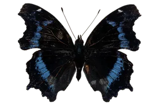 蝴蝶 彩蝶 花蝴蝶 动物 昆虫 免抠 (19)