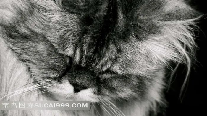 低头闭眼的猫