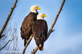 两只背影老鹰图片