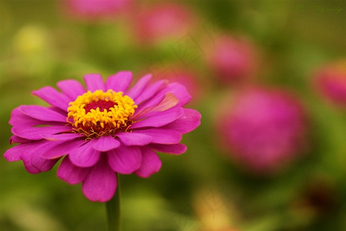 唯美粉色鲜花图片