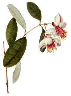 复古手绘植物花卉玫瑰花PNG免扣图案高清图片PS设计素材图 复古手绘植物花卉玫瑰花PNG免扣图案高清图片PS设计素材图