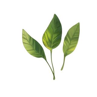 叶子绿叶树叶免抠