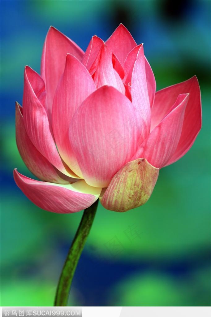 出水芙蓉-漂亮的粉色荷花