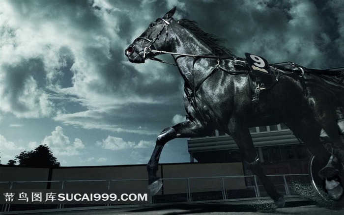 跑马场的黑马