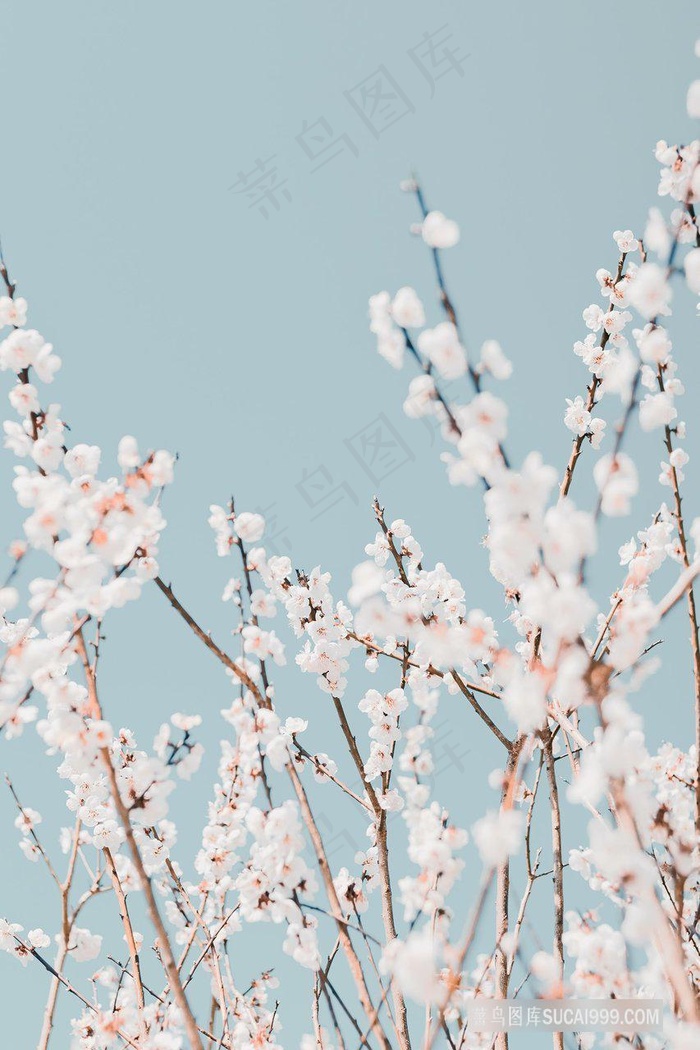 唯美小清新花枝樱花图片