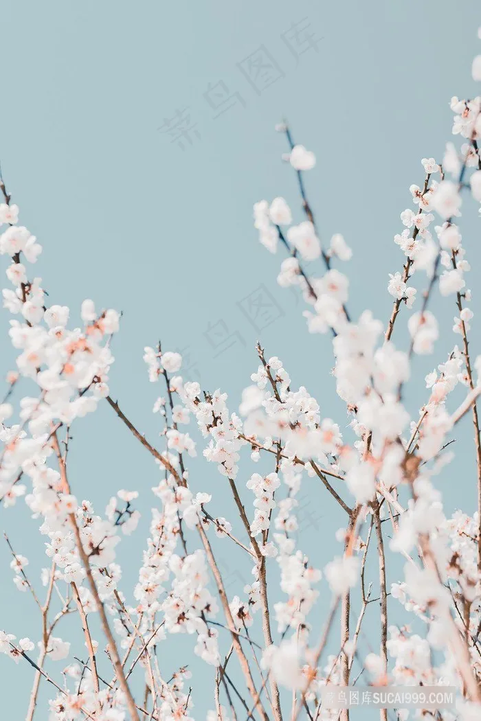 唯美小清新花枝樱花图片