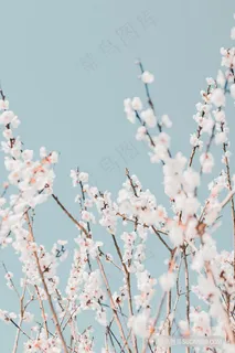 唯美小清新花枝樱花图片 唯美小清新花枝樱花图片
