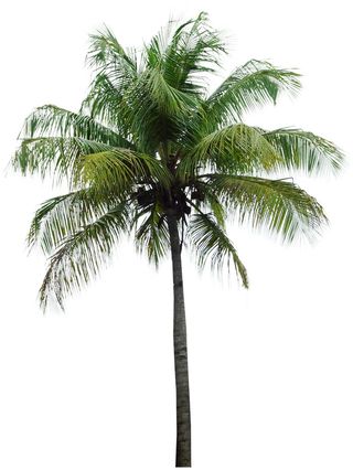 高清树木素材 免抠PSD植物素材 美术绘画园林贴图 树草灌木花草