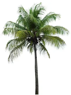 高清树木素材 免抠PSD植物素材 美术绘画园林贴图 树草灌木花草 高清树木素材 免抠PSD植物素材 美术绘画园林贴图 树草灌木花草