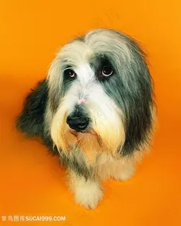 高清呆萌雪纳瑞狗狗摄影图片