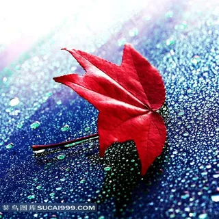 红色枫叶高清素材