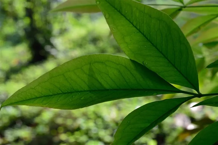 树叶、树叶纹理、树木