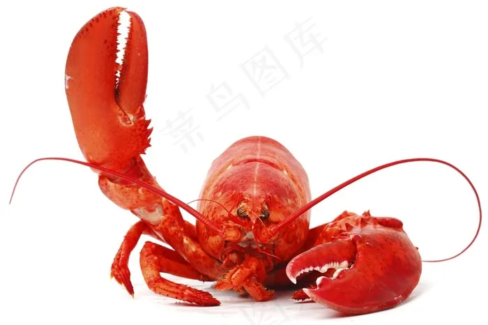 白底好抠图大龙虾招手美食图片