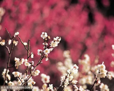 唯美成片桃花鲜花图片