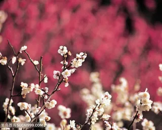 唯美成片桃花鲜花图片