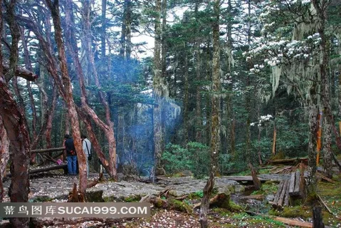 树林里的植物和烟