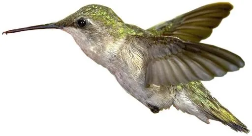 蜂鸟 PNG免抠(720x391)
