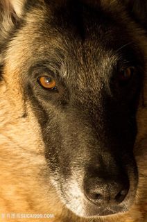 狼眼睛高清特写图片