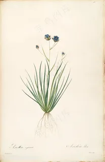 雷杜德原版高清蓝色花卉花草图谱 雷杜德原版高清蓝色花卉花草图谱