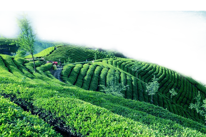现代农业山脉