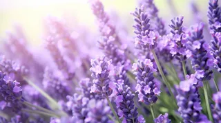 盛开的紫色小花摄影图