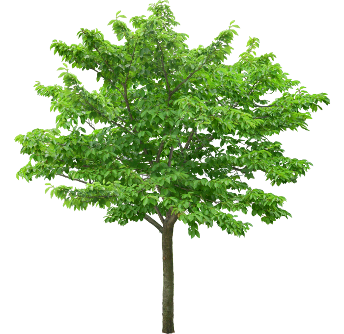 高清树木素材 免抠PSD植物素材 美术绘画园林贴图 树草灌木花草