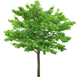 高清树木素材 免抠PSD植物素材 美术绘画园林贴图 树草灌木花草