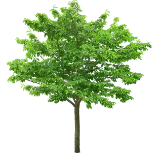 高清树木素材 免抠PSD植物素材 美术绘画园林贴图 树草灌木花草