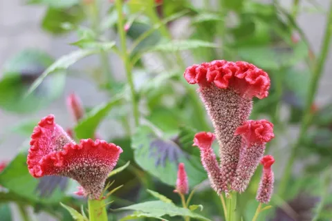 红色鸡冠花摄影图片 红色鸡冠花摄影图片