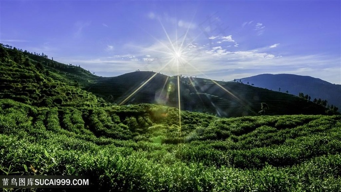 阳光照耀山茶园