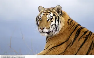 侧面爬着的老虎