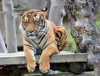 孟加拉虎休息图片