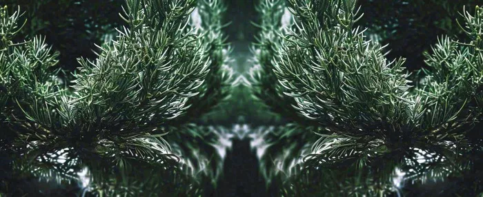 绿色绿植枝叶镜像镜头，新鲜生命力摄影图(1616x660)