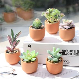 北欧简约绿植盆栽场景(34) 北欧简约绿植盆栽场景(34)