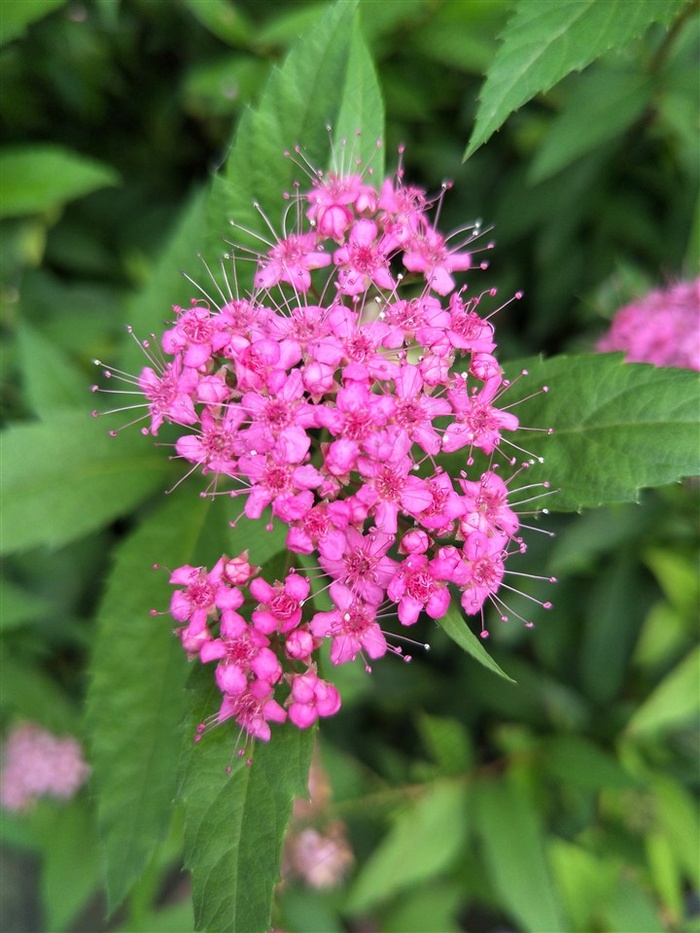 金焰绣线菊高清