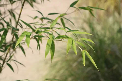 绿色竹林竹叶图片 绿色竹林竹叶图片