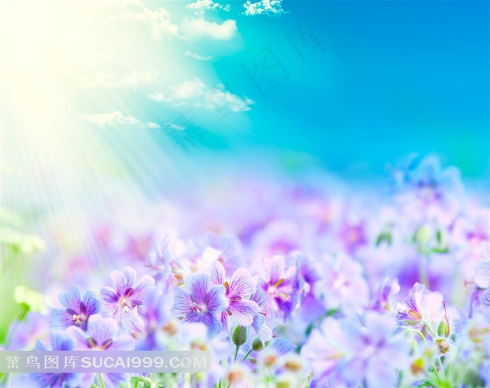 紫色花海唯美鲜花图片