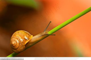 昆虫生态-树枝上的蜗牛图片素材