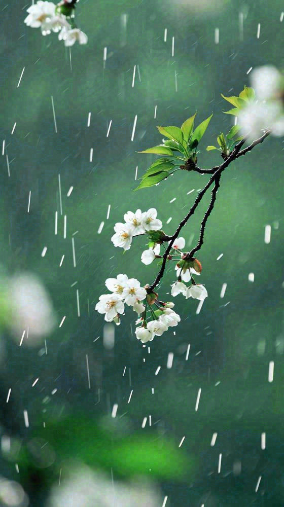 春天白色花朵枝叶在雨中，新鲜绿叶鲜花，雨水谷雨摄影图(816x1456)
