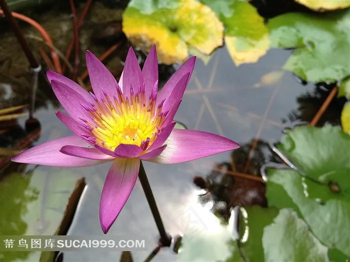 美丽绽放的莲花