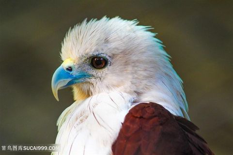 蓝嘴巴老鹰图片